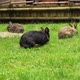Brown and black rabbit sitting on the grass eating fresh green grass. Symbol of Easter. - VideoHive Item for Sale