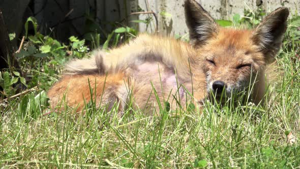 Mangy fox laying down on a windy day