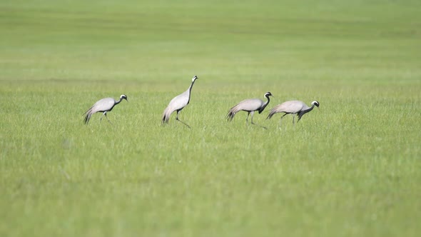 Real Wild Crane Birds Walking in Natural Meadow Habitat