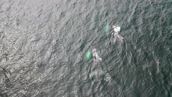 Aerial view of Whales in Broad Bay, Unalaska, Alaska, United States.