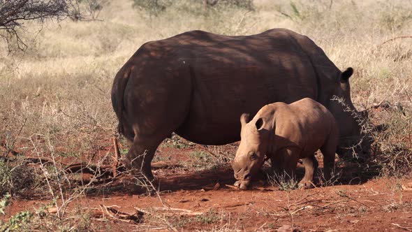 While mom stands in shade, baby calf White Rhino lies down beside her