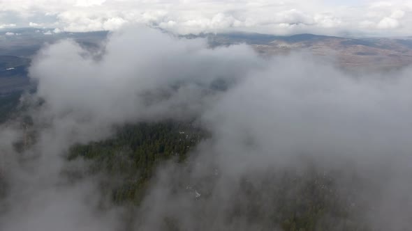 Cloud Over the Forest