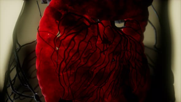 Contrast MRI of the Human Body Organs alt