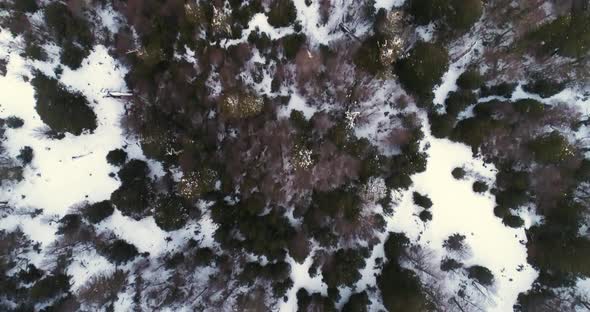 Straight Down Above Aerial Drone View Of Araucaria Monkey Puzzle Tree Forest In Chilean Patagonia