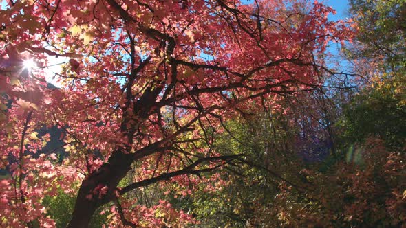 Walking through trees in full color during Fall