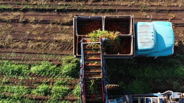 Carrot Harvest in Farm Land