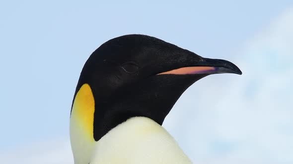 Emperor Penguin Close Up in Antarctica