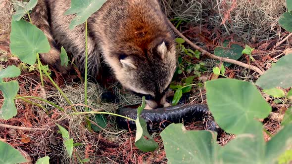 A Raccoon Eating Video Clip in 4k 