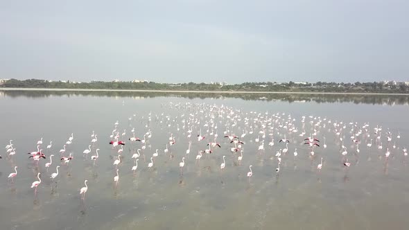 Tracking Shot Of Flock Of Beautiful And Exotic Flamingos In Natural Environment, Larnaca Salt Lake,