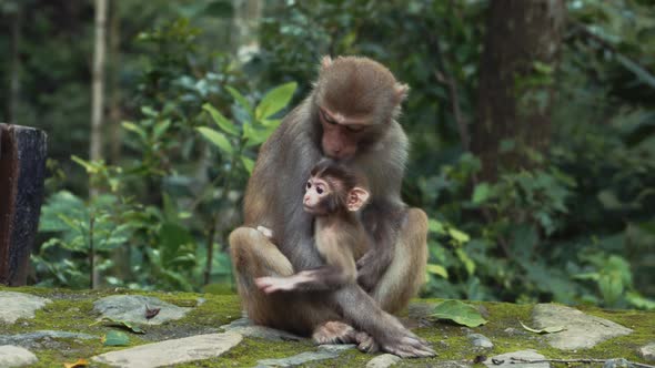 Monkey holding cute infant