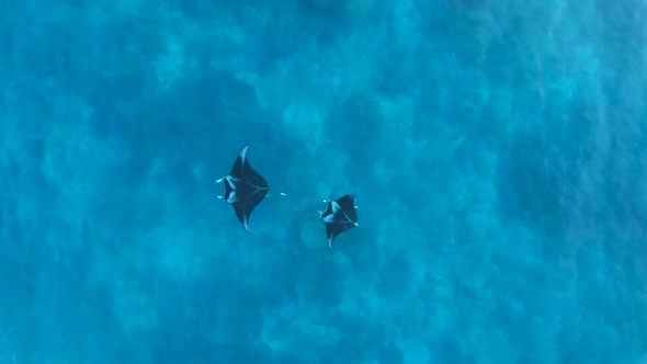 Two Manta Rays display mating behavior in the tropical blue waters of Lady Elliot Island Australia.