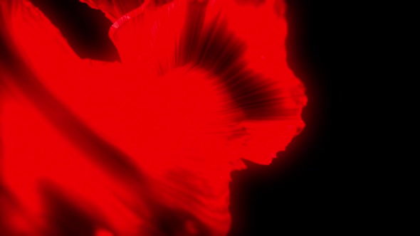 Red vibrant glowing abstract shape flowing against black background alt