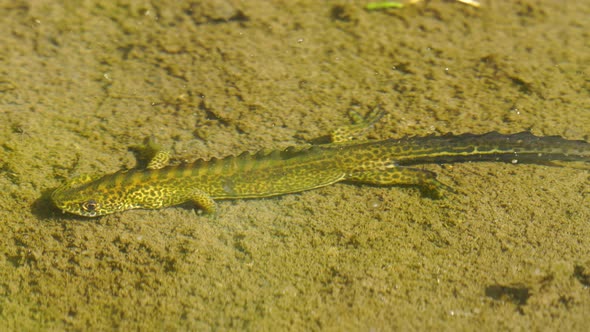 Anatolian Salamander