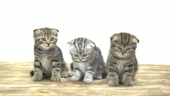 Three Little Kittens Sit and Mew. White Background