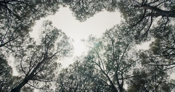 Bottomup View to Pine Trees in Forest with Heart Hole Between Crowns of Trees