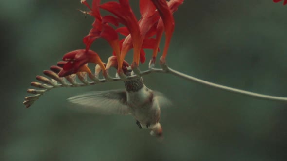 Hummingbird captured flying and feeding from red flowers, lower part body