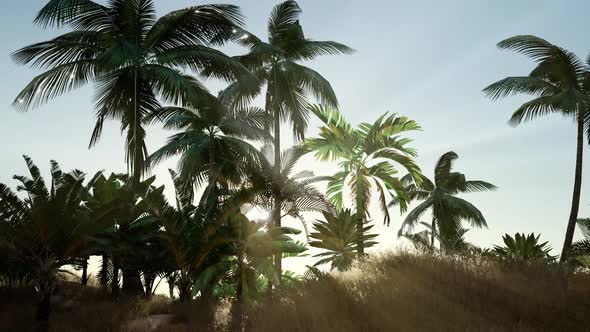 Sunset Beams Through Palm Trees