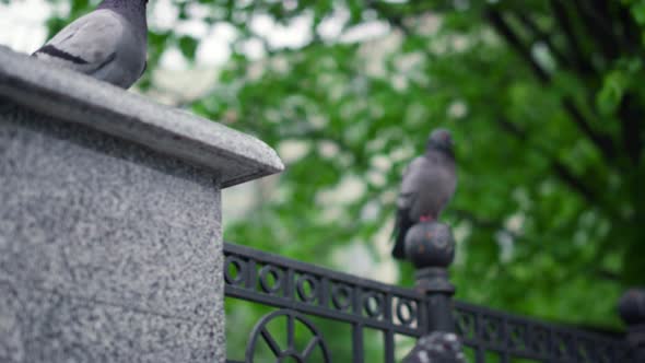 Birds in Park Against Fresh Green Tree View