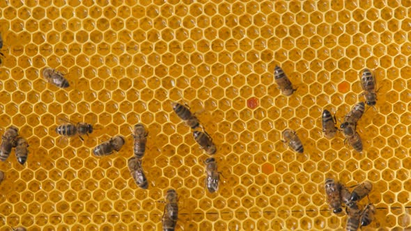 Swarm of bees working on a honeycomb carries honey and nectar.