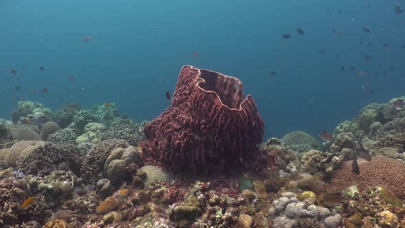 big barrel sponge and reef fishes on shallow coral reef