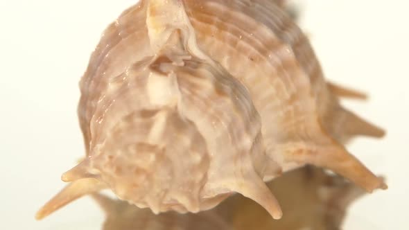 Prickly Sea Shell on White, Rotation, Reflection, Close Up