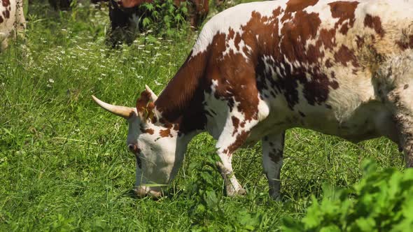 Cows Grazing on Pasture