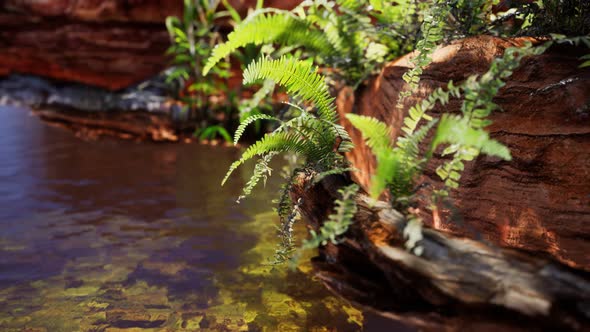 Tropical Golden Pond with Rocks and Green Plants