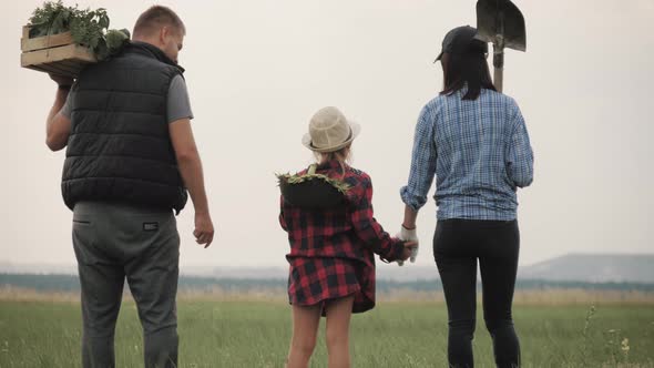 Family Farmers Are Walking Along the Field at Sunset, Carrying Box with Fresh Vegetables and Tools