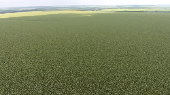 Above the Field of Ripe Sunflowers High