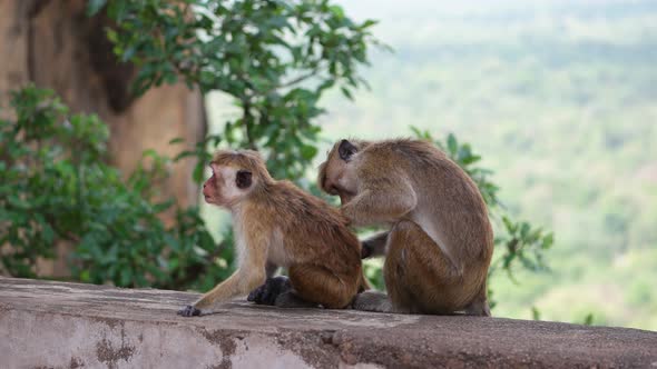 Monkeys in Sri Lanka