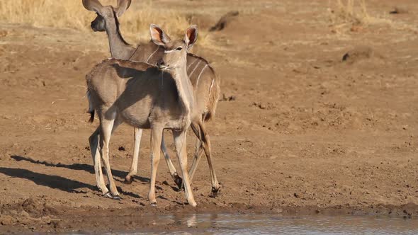 Kudu Antelopes Drinking Water