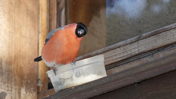 Bullfinch Pecks Seeds and Chasing Titmouse