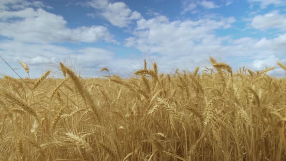 Wheat Field. Harvest Concept. Field of Golden Wheat Swaying. Nature Landscape.