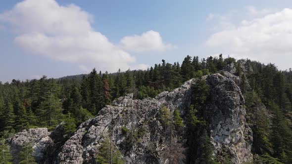 Aerial Top Of The Forest