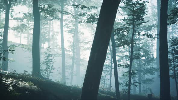 Morning Fog in Deep Forest