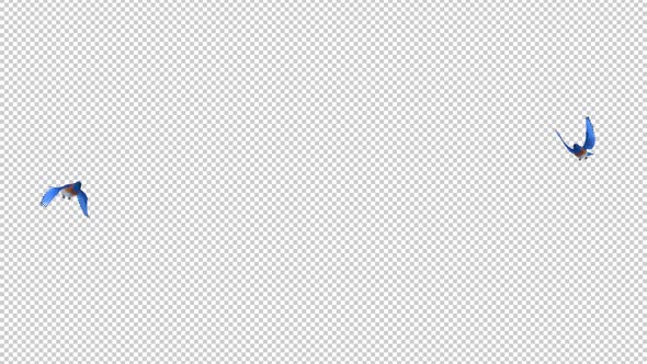 Western Bluebirds - Pair Flying Around - Transparent Loop alt