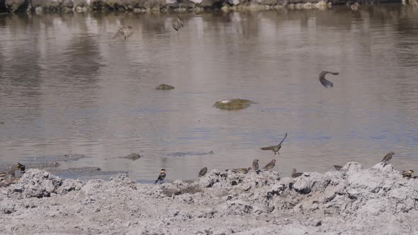 Group of African Finches at a waterhole