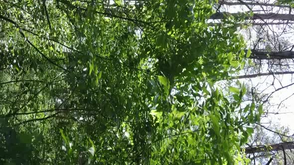 Vertical Video Aerial View Inside a Green Forest with Trees in Summer