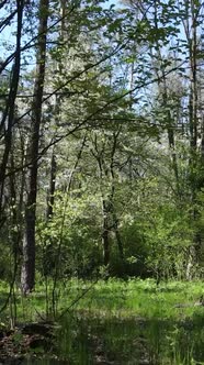 Vertical Video of Green Forest During the Day