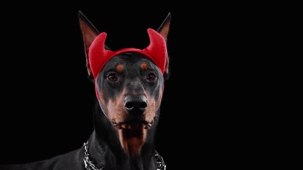 Doberman Pinscher Dog on a Black Background in Red Devil Horns on His Head