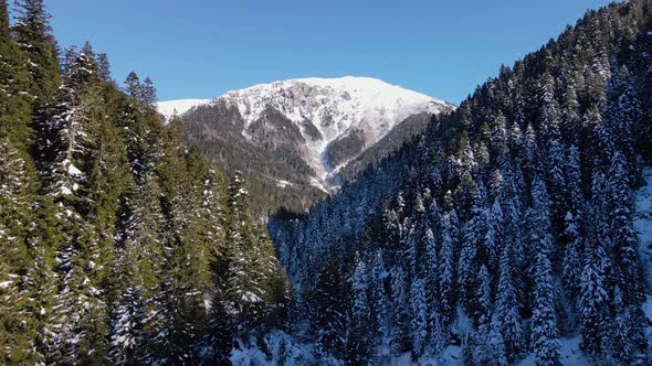 Snowy Mountains And Pine Forests