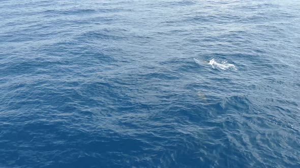 Group dolphins at sea in Sri Lanka