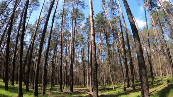 Walking Through the Forest with Pine Trees During the Day POV Slow Motion