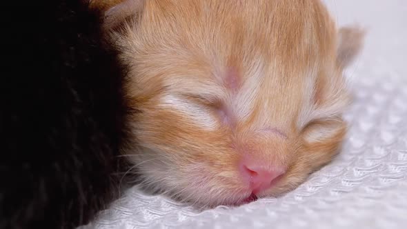Newborn Blind Little Red Fluffy Kitten Is Sleeping on a White Background