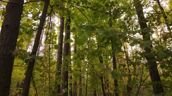 Forest with Trees in an Autumn Day