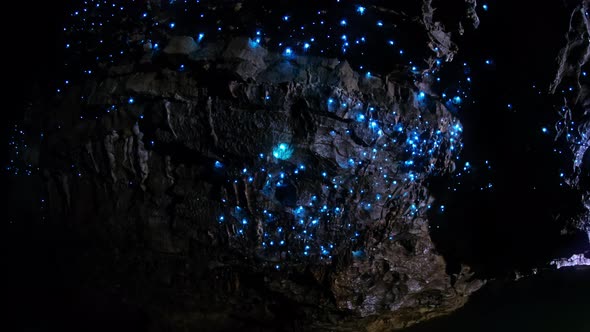 Bioluminescent glow worms in cave time-lapse wide