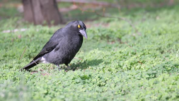 SLOW MOTION, Currawong Black Bird Eating From The Ground