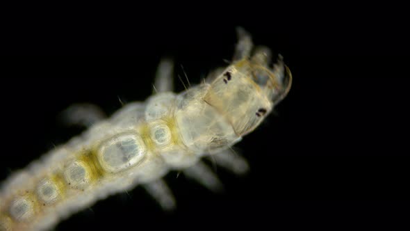 Beetle Larva Family Hydrophilidae Under a Microscope Order Coleoptera