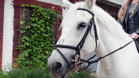 portrait of harnessed white horse on the farm. horse with rider.