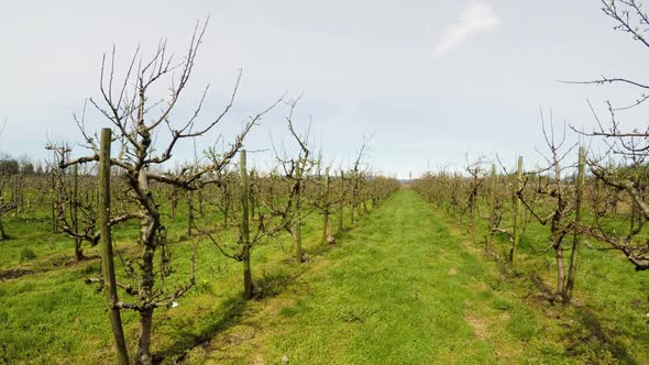 Vineyard on a sunny day 4k